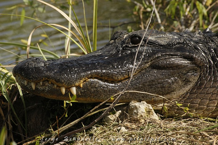 2009-01-10 11-15-06__MG_2242.JPG